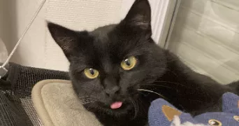 lola pet sitter à BOURG EN BRESSE 01000