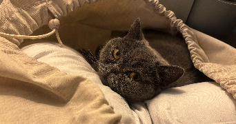 anaïs pet sitter à EAUBONNE 95600_1