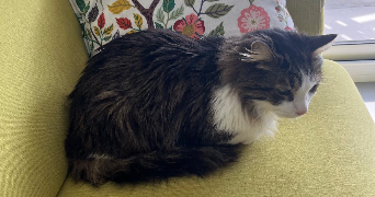 yasmine pet sitter à GRENOBLE 38100_2