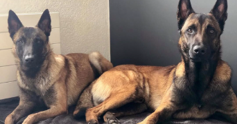 laurène pet sitter à PONTARLIER 25300_3