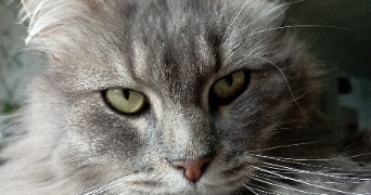 eloïse pet sitter à CHERBOURG EN COTENTIN 50470_1