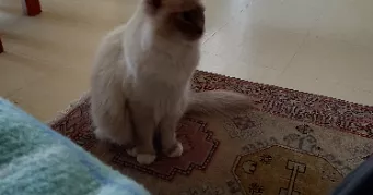 myriam pet sitter à CANNES 06150