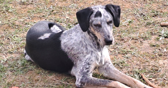 jean pierre pet sitter à PIBRAC 31820_8