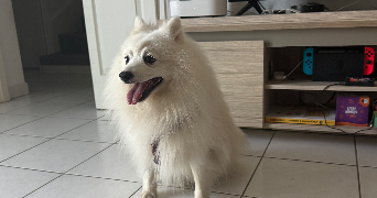 karina pet sitter à EVIAN LES BAINS 74500_6
