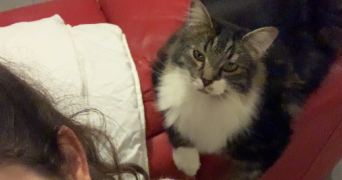 ophelie pet sitter à L ISLE JOURDAIN 32600_5