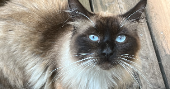 camille pet sitter à PESSAC 33600_3