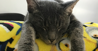 caroline  pet sitter à GRIESHEIM PRES MOLSHEIM 67870_5