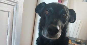 jade pet sitter à MAISONS ALFORT 94700_2
