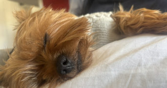 adam pet sitter à ASNIERES SUR SEINE 92600_2