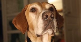 laurence cat sitter à VANNES 56000_0