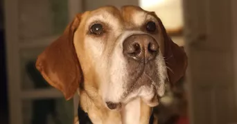 laurence cat sitter à VANNES 56000