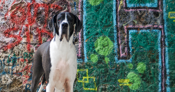 karolina pet sitter à PARIS 17 75017_6