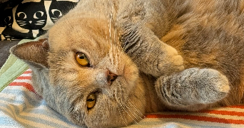 chléa pet sitter à NANTES 44300_4