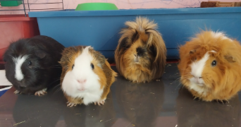 elilini pet sitter à FONTENAY SOUS BOIS 94120_3