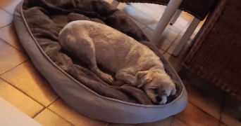 florence pet sitter à OLLIOULES 83190_9