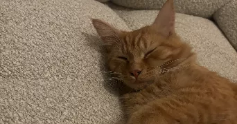 gabriel pet sitter à BRUYERES LE CHATEL 91680