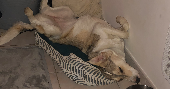 luuna pet sitter à ST ANDRE DE CHALENCON 43130_10