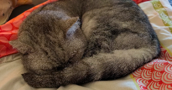 estérelle pet sitter à NOISY LE GRAND 93160_2