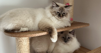 doriane pet sitter à Gonesse 95500_5