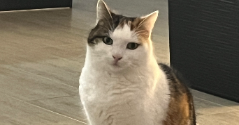 lilou pet sitter à BIOT 06410_2
