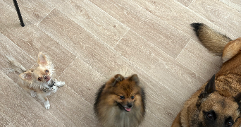 melissa pet sitter à Le castellet 83330_4