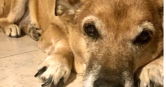 faustine pet sitter à Grenoble 38000_0