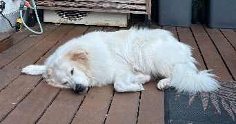 lola pet sitter à CHOISY LE ROI 94600_2