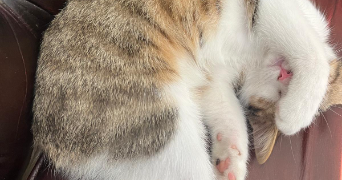 audrey pet sitter à PAU 64000_3