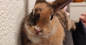 elisa pet sitter à LANESTER 56600_6