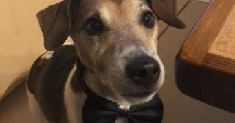 laurie pet sitter à MIRIBEL 01700_3