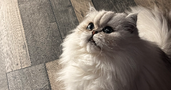 maeva pet sitter à ST CIERS SUR GIRONDE 33820_2