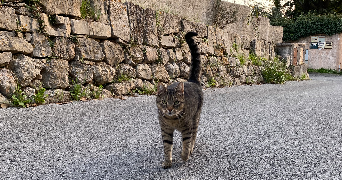 apryl pet sitter à Meudon 92190_2