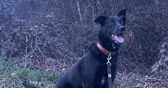 lana pet sitter à GIERES 38610_1