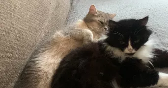 laetitia  pet sitter à TOUQUES 14800