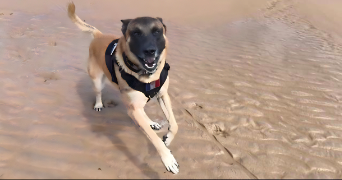 sylvain  pet sitter à DADONVILLE 45300_4