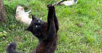 marion pet sitter à CHATILLON 92320_8