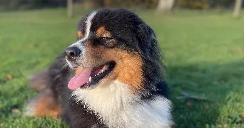 camille pet sitter à CHERBOURG EN COTENTIN 50120