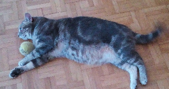 guillaume pet sitter à LYON 03 69003_1