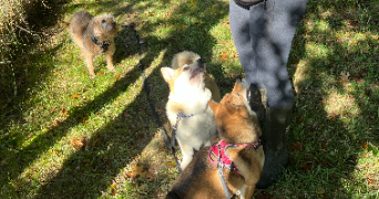 juliette pet sitter à GUENROUET 44530_1
