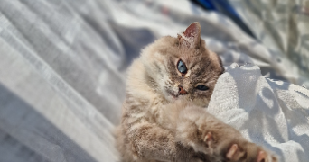 margaux pet sitter à FAVEROLLES 28210_0