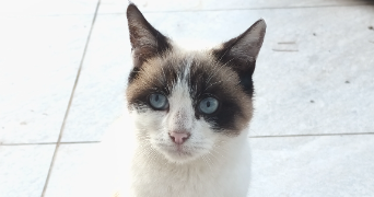 megane pet sitter à ST VICTORET 13730_0