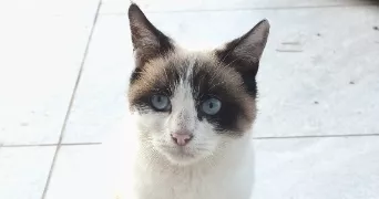 megane pet sitter à ST VICTORET 13730