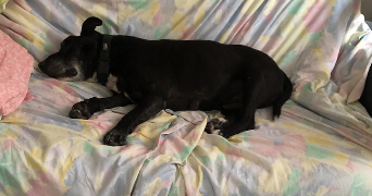 aldecinei pet sitter à MONTPELLIER 34000_5
