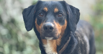 yllona pet sitter à TOURS 37000_2