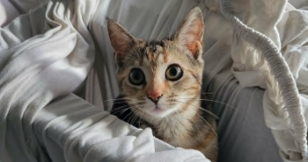 selen pet sitter à CLERMONT FERRAND 63100_4