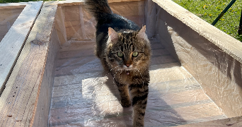 aurélie pet sitter à SAINS EN GOHELLE 62114_1