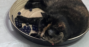 melanie pet sitter à WATTIGNIES 59139_0