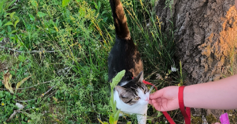 colyne pet sitter à BESANCON 25000_4