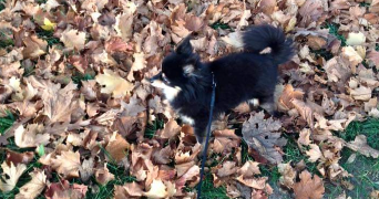 Sandra  dog sitter à MESSY 77410_2