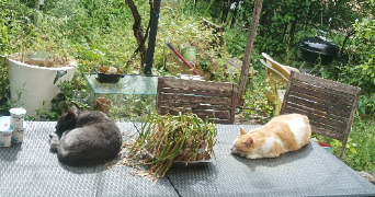 marie cat sitter à GRASSE 06130_1